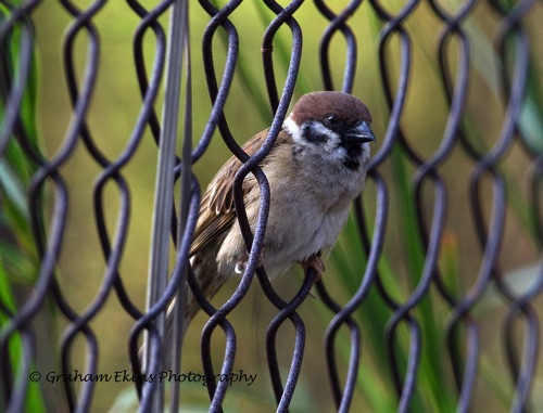 Tree Sparrow
The only bird Ho Wai-On remembers from Hong Kong. This was one of several watched in the grounds of the Chinese University.